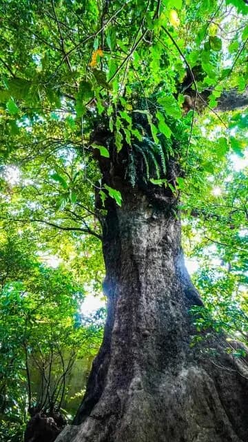 Rich Nature